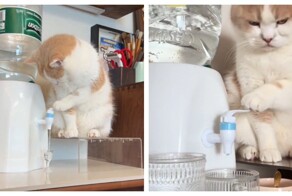 Кот наливает воду из кулера