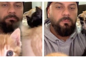 Кошачий нянь