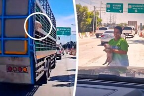 В Таиланде поросёнок выпал из грузовика и нашёл новый дом благодаря автомобилистам