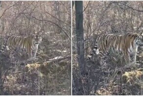 Встреча с большой "кисой"