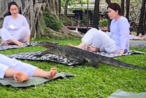 Неожиданный гость:  варан прервал медитацию в Бангкоке