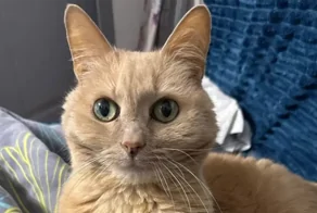 Хозяева бросили 11-летнего кота в&nbsp;московском аэропорту, улетая на&nbsp;ПМЖ в&nbsp;другую страну