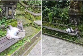 Необычное развлечение обезьян