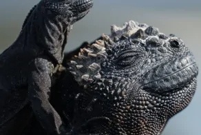 20 ситуаций, в которых мать-природа забыла выключить режим комедии