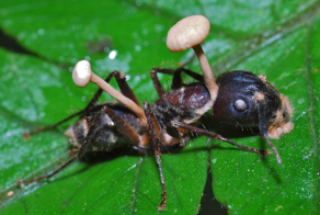 Кордицепс: хищный гриб создаёт зомби из насекомых