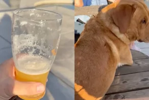 Практически идеальная собака, осталось только научить её закрывать дверь