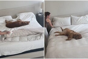 Cобака "помогла" хозяйке заправить постель