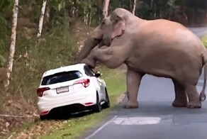 В Таиланде голодный слон разрушил машину ради фруктов