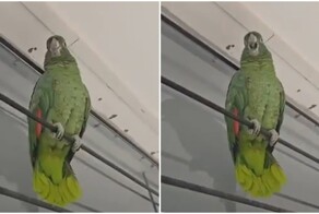 Попугай пародирует курицу