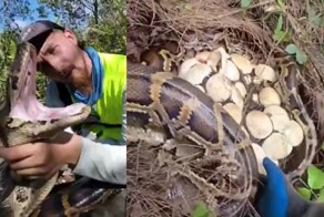 Опасная находка: в США охотники нашли 120 яиц питонов