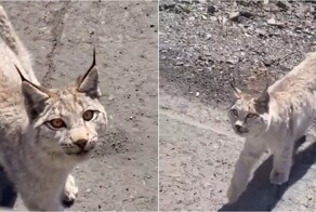 Рысь около месяца «дежурит» у трассы в Хабаровском крае