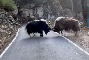 Яки заблокировали дорогу мотоциклисту в горах Индии