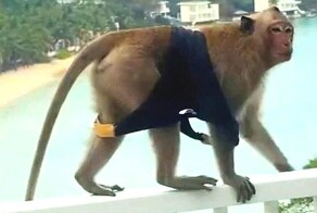 Банда обезьян устроила «модельный показ» на балконе отеля