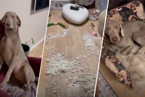 Четвероногие «разрушители»: собаки разорвали кровать в доме