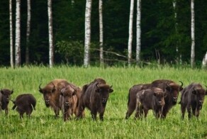 Животный мир Чернобыля