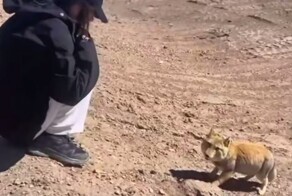 Девушка встретила тибетскую лису