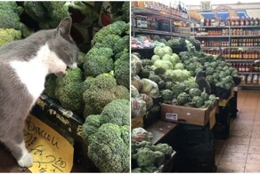 Пушистый любитель брокколи