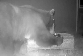 Камера сняла медвежье семейство вместо лепрекона