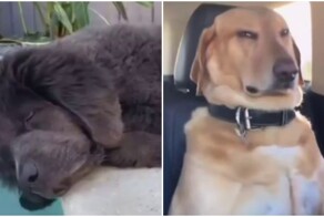 Подборка сонных собак