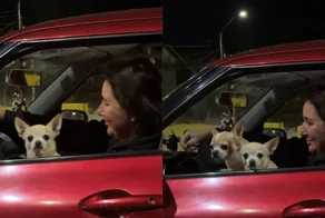 «Там не одна собака»: автомобиль оказался полон чихуахуа