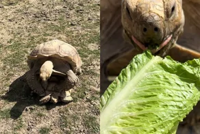В зоопарке смотритель вмешался в «личный момент» черепах