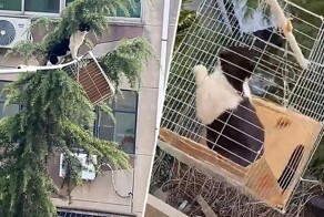 Семья спасла застрявшую кошку с помощью  необычной конструкции