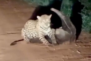 Ягуар атаковал муравьеда в неожиданный момент