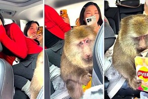 Обезьяна залезла в авто с туристками и утащила закуски