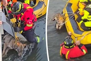 Пожарные спасли застрявшего в канале волка