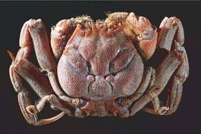 Хэйкэ: лик самурая на панцире краба