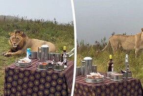 Неожиданные гости: львы прервали отдых туристов