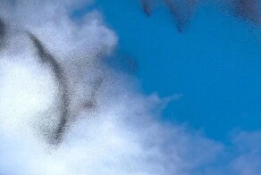 Необычное брачное поведение комаров в полёте