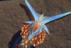 Эффектный морской слизень