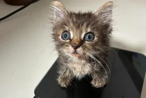 25+ пушистых мгновений радости, которые делают нашу жизнь счастливее