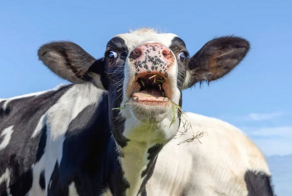 5 фактов про коров:   устраивают травлю слабых, массовое клонирование
