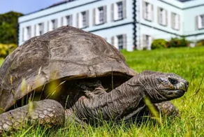 Знаменитая 193-летняя черепаха Джонатан была втянута в денежную аферу