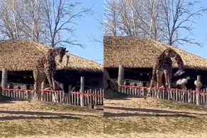 Страус и жираф устроили странное «разборки»