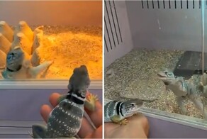 Ошейниковая игуана впервые увидела самку и устроила бурную реакцию