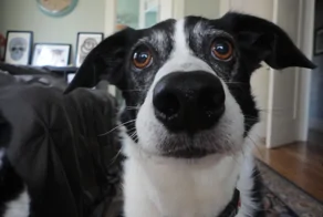 25+ обаятельных пёсиков, которые поднимут настроение и растопят даже ледяное сердце