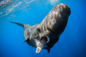 Месть за промысел: как и зачем киты иногда атакуют корабли?