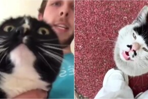 Кошки начали издавать необычные звуки