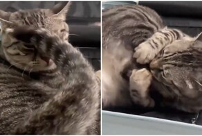 Кот вступил в схватку с самим собой