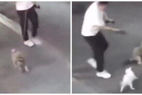 Кошка неожиданно напала на пса и его хозяина