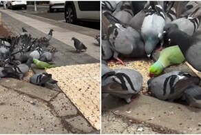 Свой среди чужих