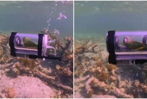 Попугай плавает в мини-батискафе