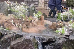 Капибары купаются в горячем источнике