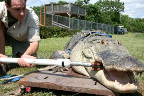 Аллигатор Гитлера: 3 года выживал на руинах Берлина, попал в СССР и обрёл славу