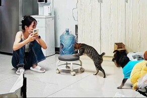 В Китае кошка проявила заботу о своей хозяйке