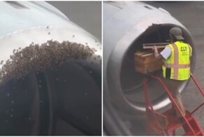 Cамолет не смог взлететь из-за пчёл