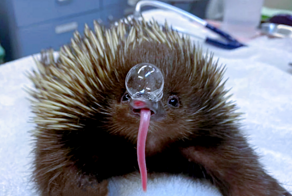 Для чего ехидна пускает из носа пузыри?